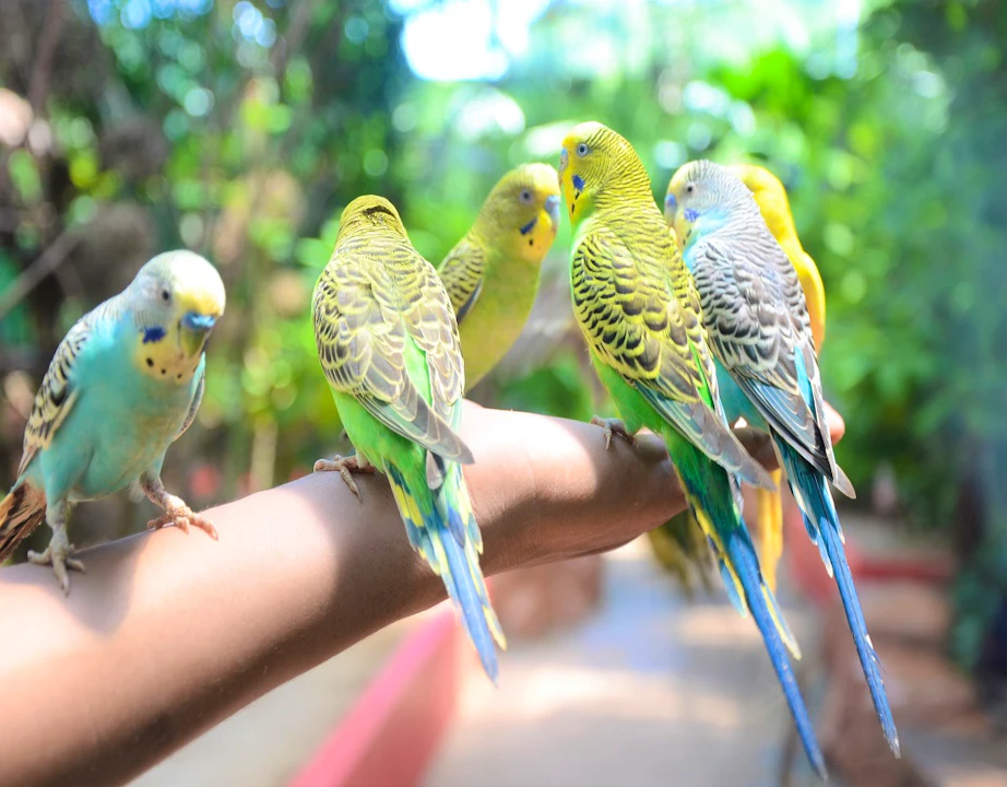 Wildlife Park Langkawi Admission Ticket Ticket